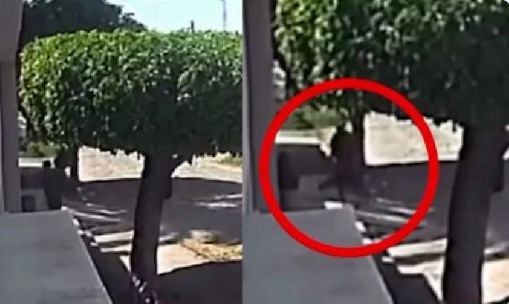 Homem é flagrado furtando planta ornamental em calçada de casa em Iguatu, no Ceará