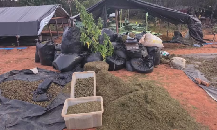 Polícia encontra acampamento em Acopiara no Ceará com toneladas de maconha e estrutura de 'trabalho'