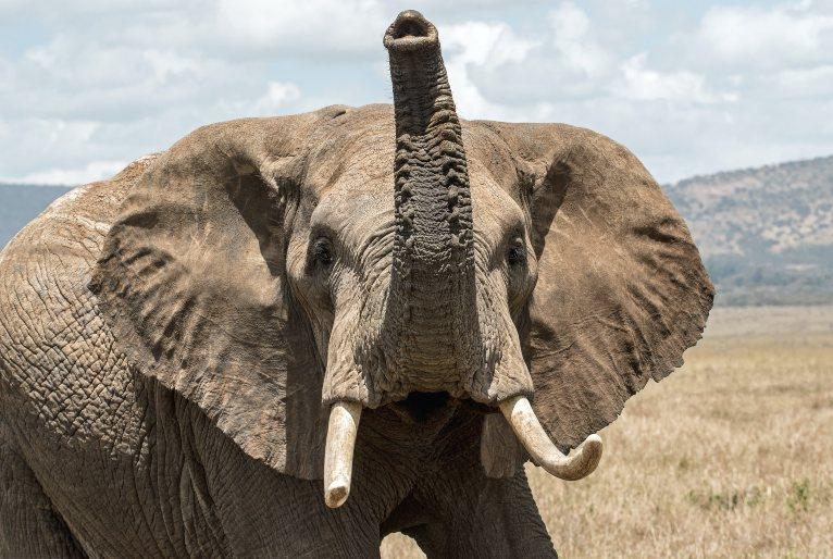 Elefante mata idosa na Índia, volta no funeral e pisoteia seu corpo