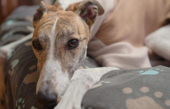 Cachorro é infectado por varíola do macaco
