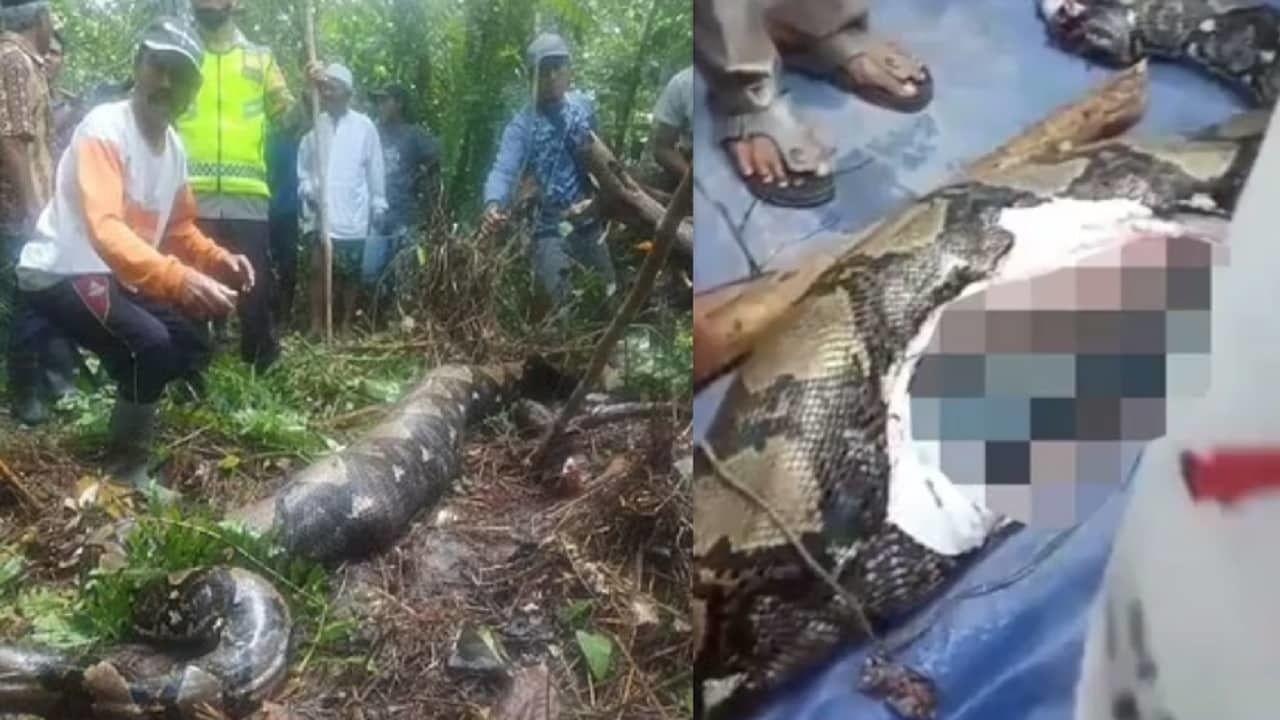 Corpo de mulher desaparecida é encontrado dentro de cobra gigante na Indonésia