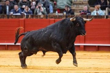 Touro se finge de morto e mata açougueiro