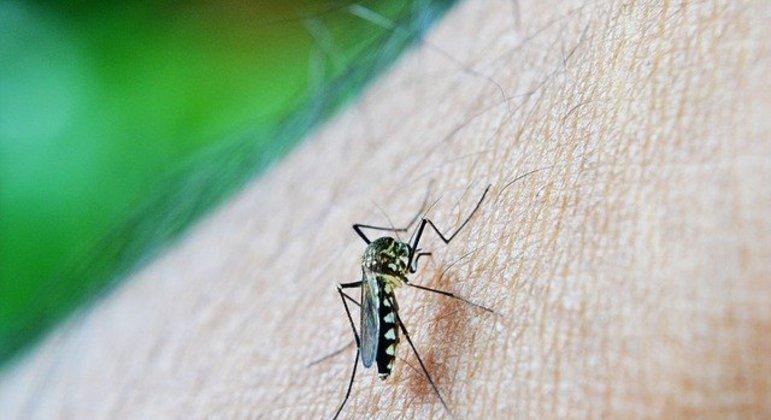 Instituto recruta voluntários para teste de vacina contra chikungunya