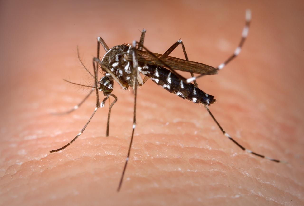 Mosquito da dengue muda de comportamento e passa a se reproduzir na água suja