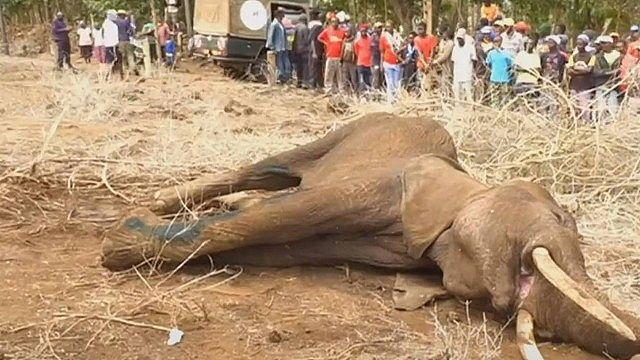 Seca mata centenas de elefantes na África