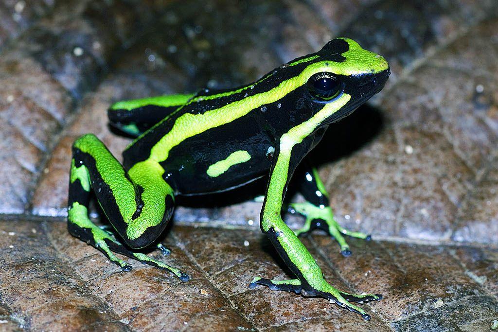 Conheça o sapo amazônico que ‘sequestra’ veneno de formigas