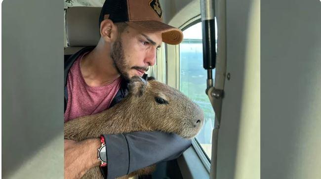 Justiça concede guarda provisória de capivara a influencer do Amazonas  