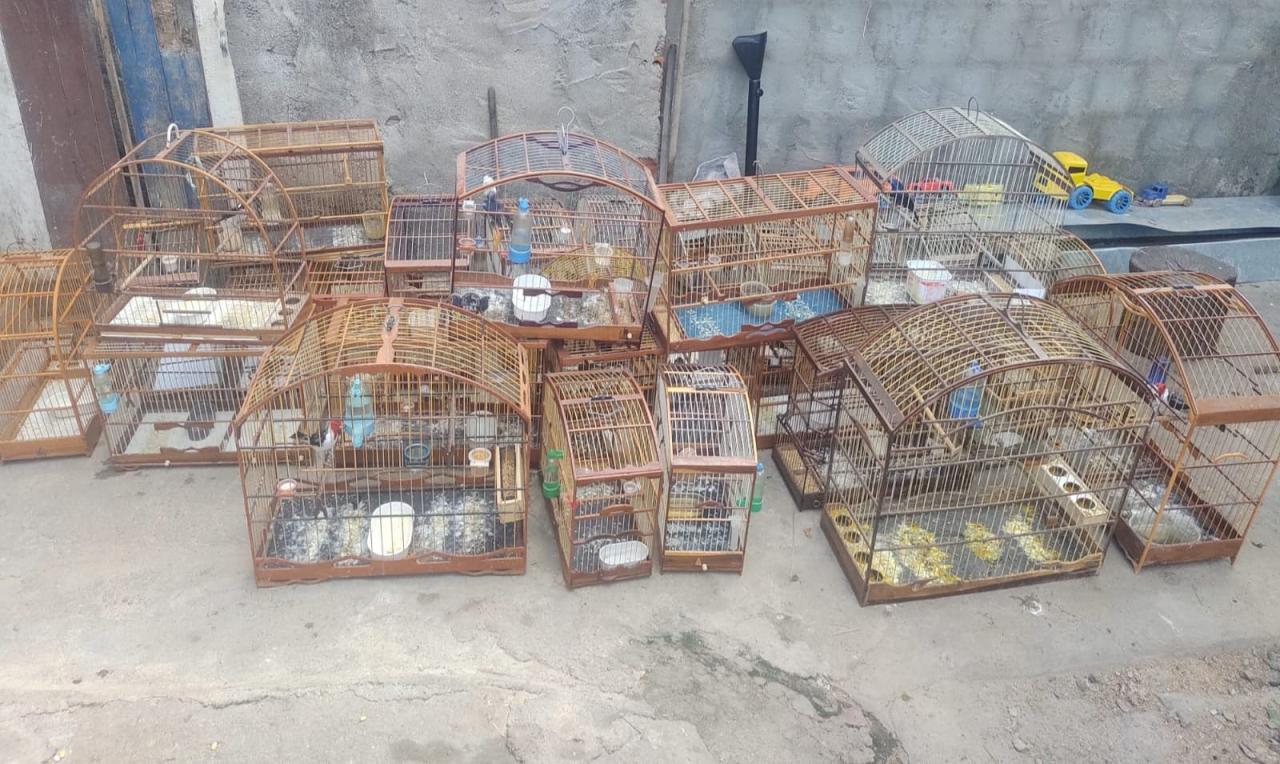 38 pássaros criados em cativeiro são resgatados pelo BPMA em Iguatu