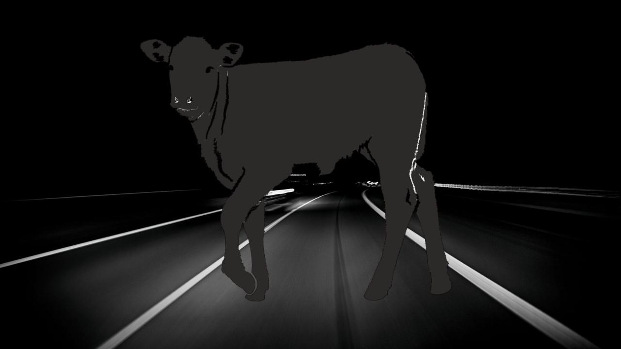 Animal solto causa acidente e deixa duas pessoas feridas, em Saboeiro