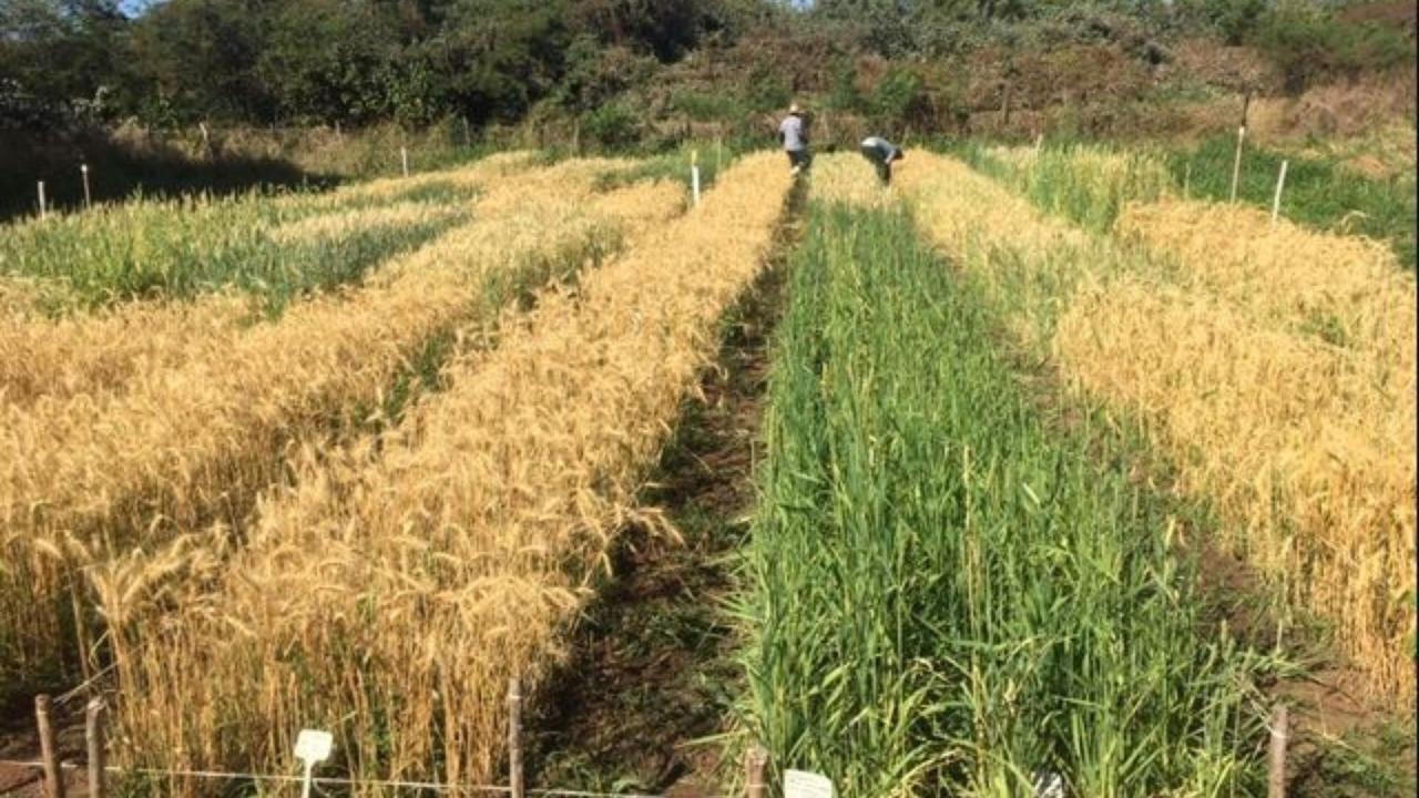 Dia de campo da cultura de trigo será promovida em Iguatu
