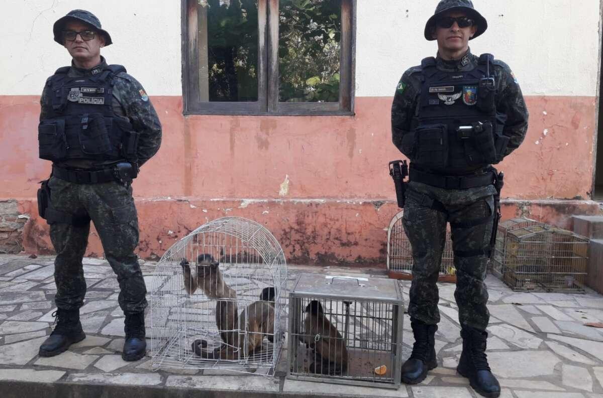 Polícia apreende macacos que invadiram casa em Iguatu