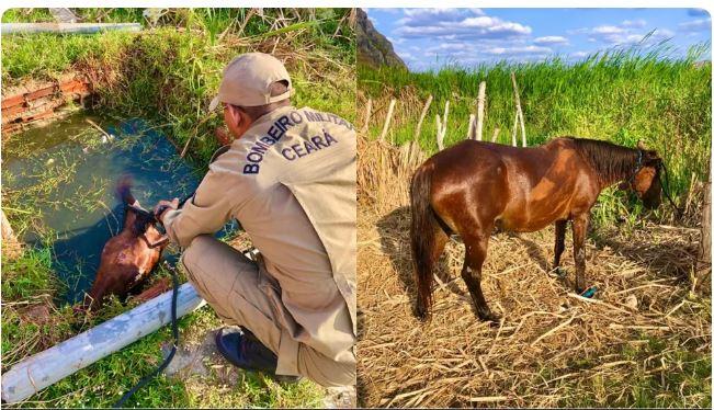 Égua é encontrada amarrada, cega e com sinais de maus-tratos em cacimba no município de Quixadá, no Ceará