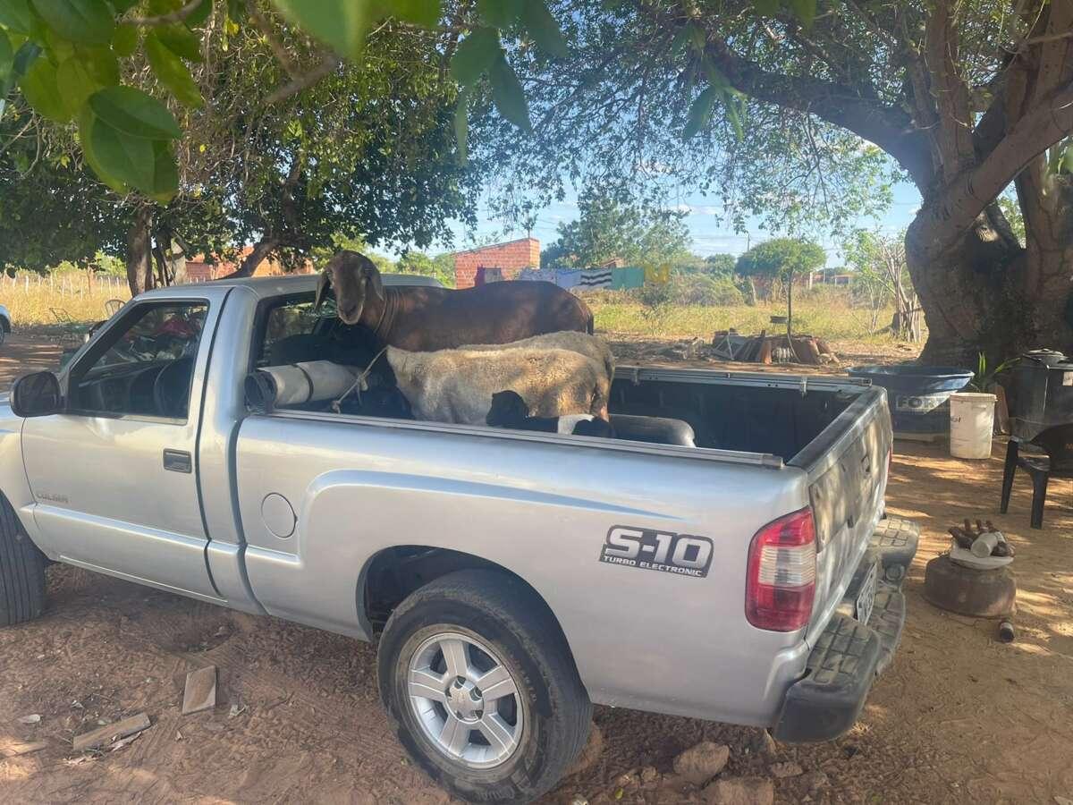 Polícia Civil prende homem em flagrante em posse de ovelhas avaliadas em 10 mil reais
