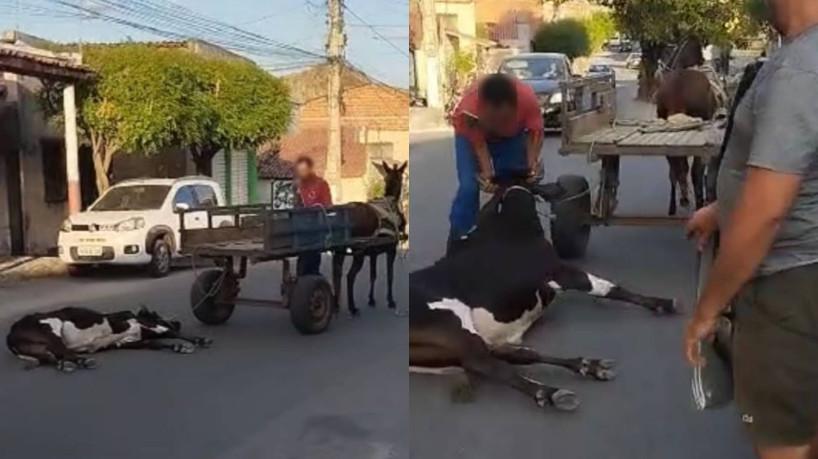 Após denúncias, Polícia Militar conduz dupla suspeita de maus-tratos a uma vaca em Quixadá