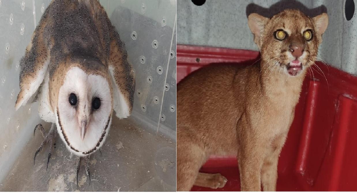 Gato-mourisco e coruja-das-torres são resgatados pela PMCE em Caririaçu e Crato