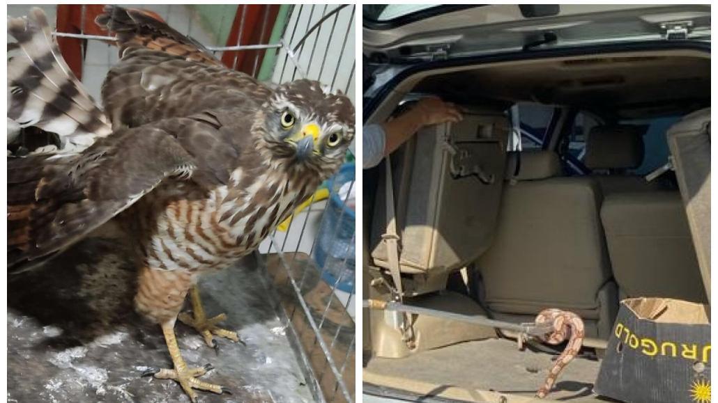 Gavião-carijó e jiboia são resgatados em Juazeiro do Norte