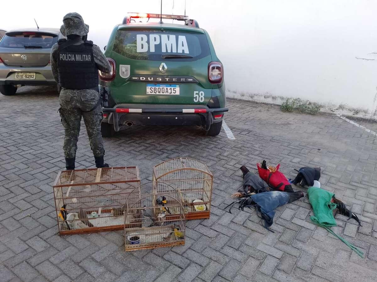 Polícia encerra rinha de galo e apreende 21 aves no Crato
