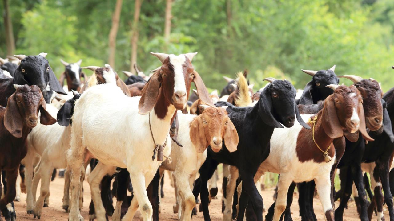 17 animais são furtados no Sítio Santa Rosa, em Iguatu