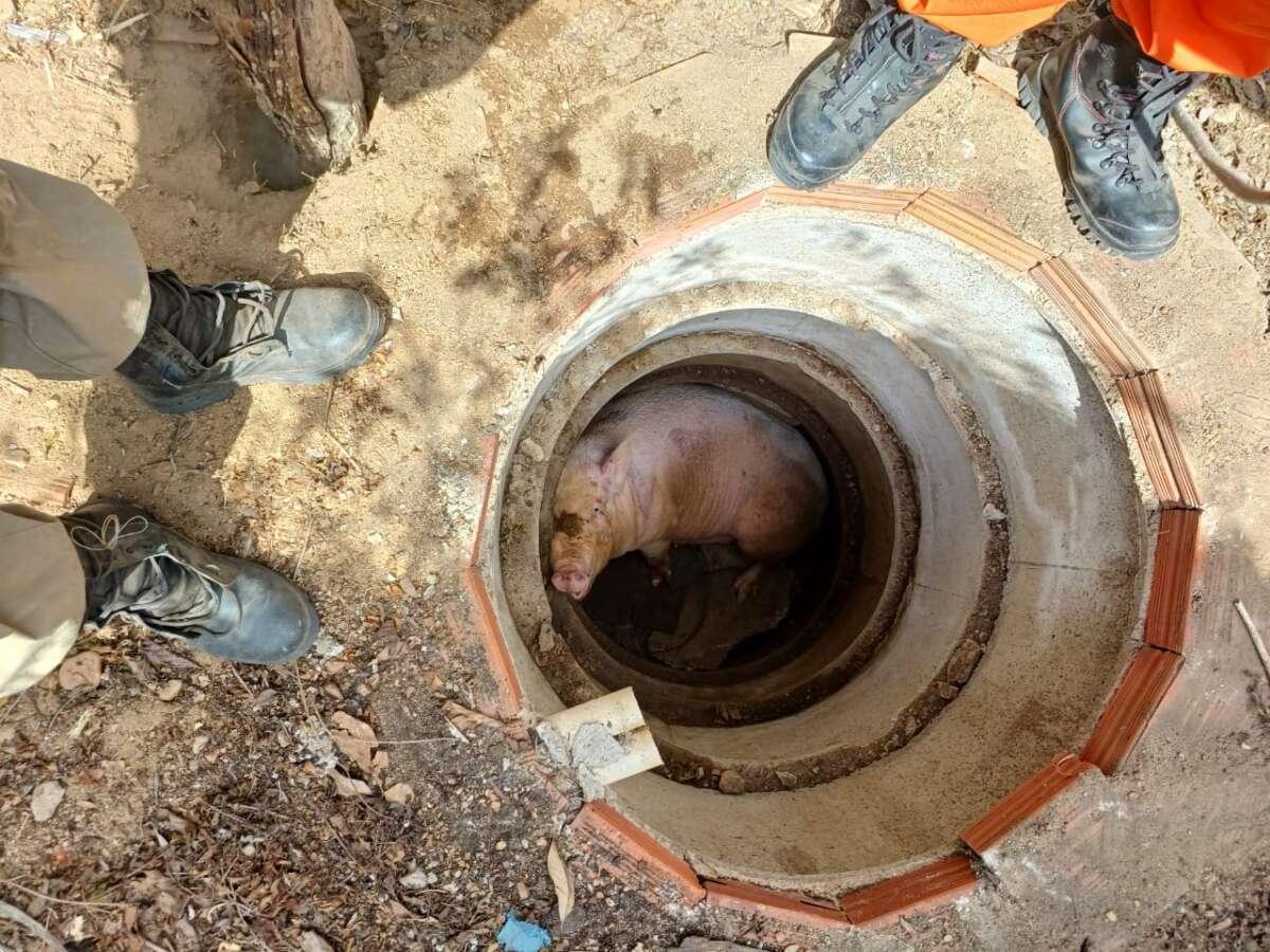 Corpo de Bombeiros resgata porco que caiu em uma fossa em Iguatu
