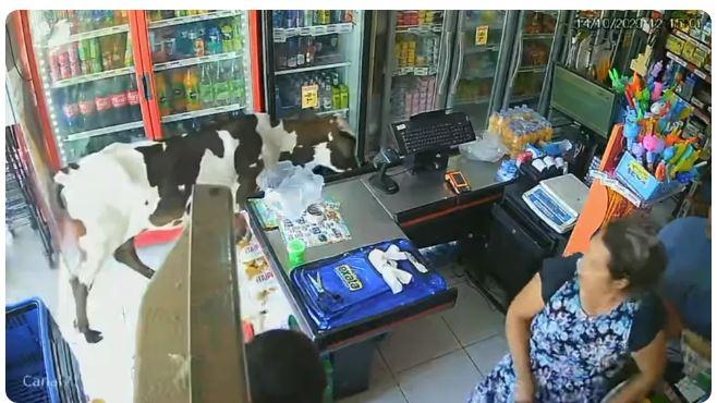 Em meio a um calor de 34ºC, vaca entra e se refresca em comércio com ar-condicionado em Fortaleza