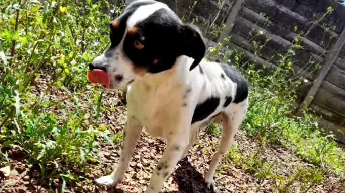 Homem é processado pelo próprio cachorro no Paraná e terá que pagar multa de R$ 2 mil, entenda o caso