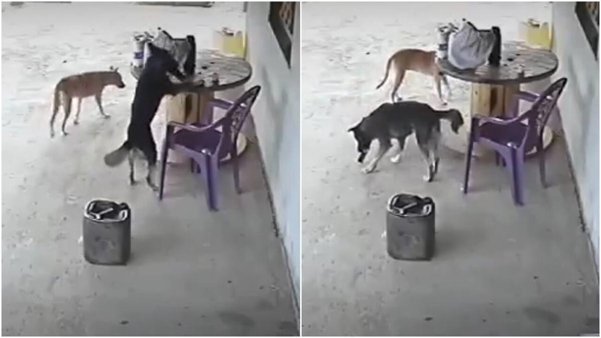 Cachorro vira-lata 'rouba' celular de residência e foge no interior do Ceará