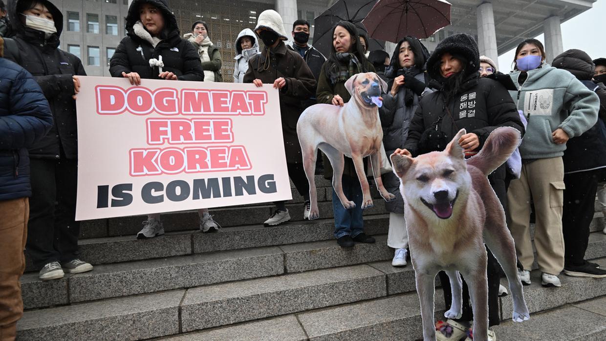 Coreia do Sul aprova lei que proíbe consumo de carne de cachorro no País