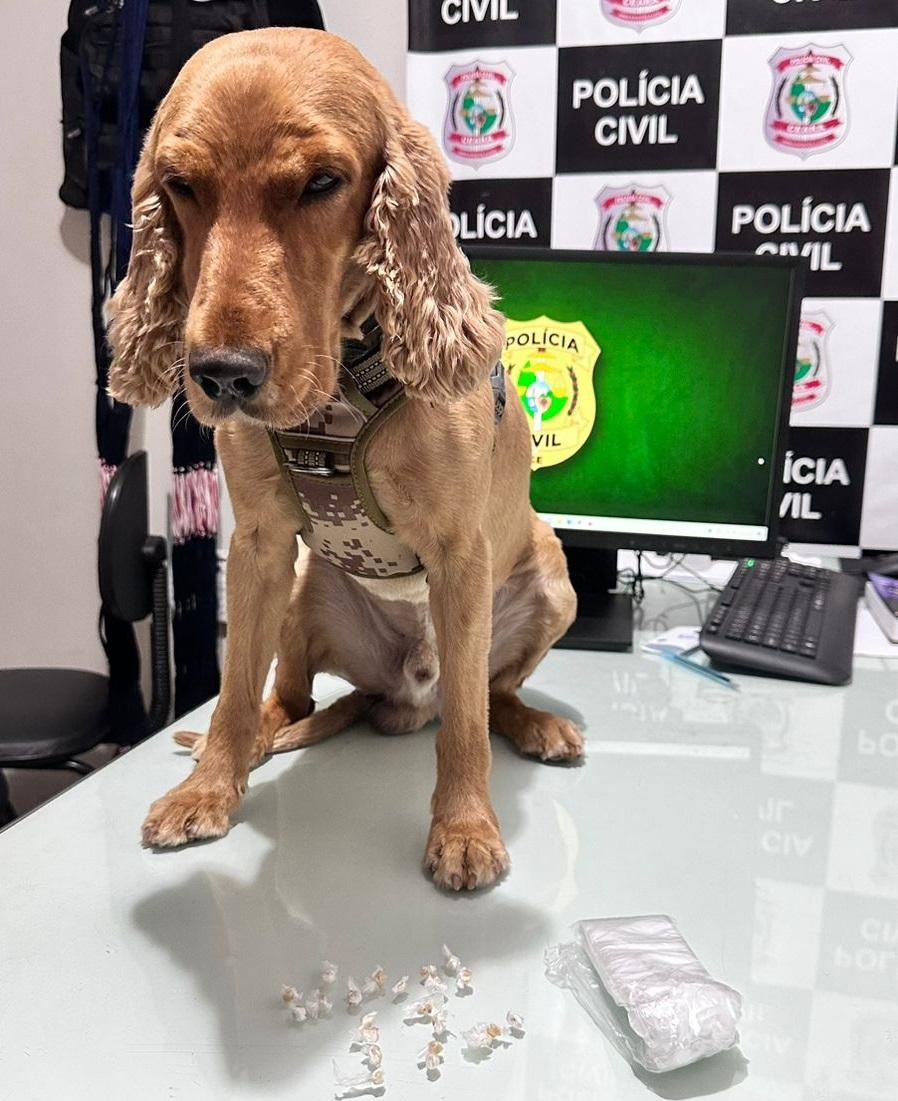 Polícia Civil apreende crack em Senador Pompeu com apoio de cão farejador