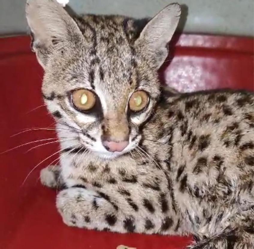 Gato-maracajá é resgatado pela PMCE e levado para atendimento veterinário no município Irapuan Pinheiro