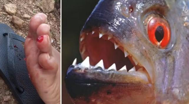 Piranha-branca afasta banhistas de açude em Iguatu no Ceará após mordida dilacerar pele de duas pessoas