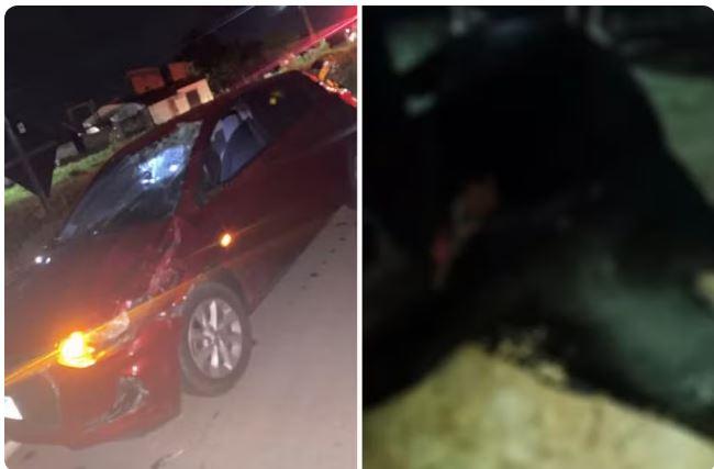 Vaca morre atropelada e moradores disputam pedaços da carne do animal, na Grande Fortaleza
