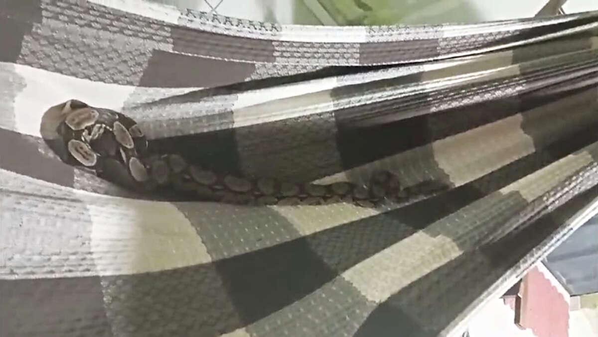 Jiboia é resgatada dentro de rede em casa em Juazeiro do Norte no Ceará