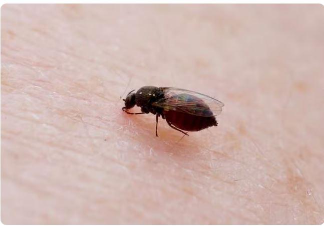 Ceará confirma 122 casos de febre Oropouche em seis municípios