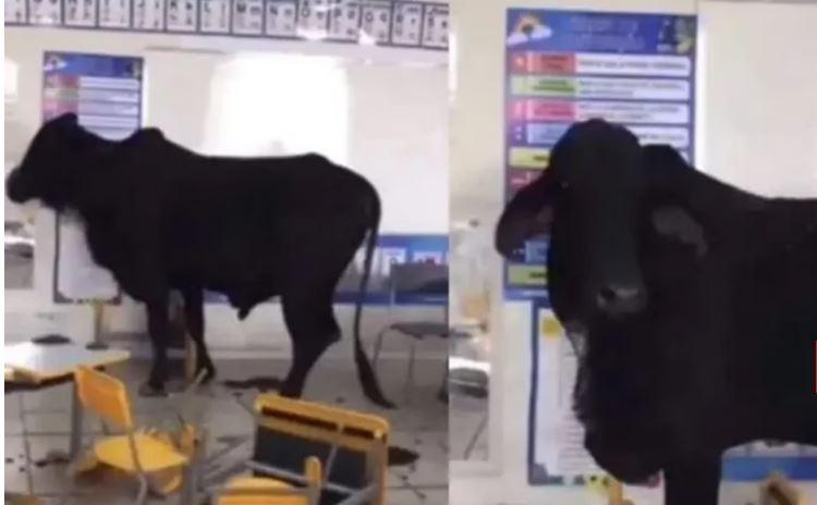 Boi invade escola, entra em sala de aula e fere duas crianças no interior de Minas Gerais