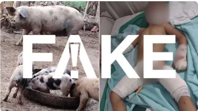 É #FAKE que criança atacada por porca em Iguatu no Ceará, vai receber dinheiro por compartilhamento de imagem