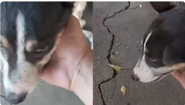 Homem é preso após jogar água fervendo em cães de rua em Jucás no interior do Ceará