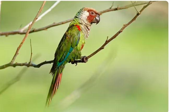 Periquito-cara-suja retorna à Caatinga nordestina após 114 anos