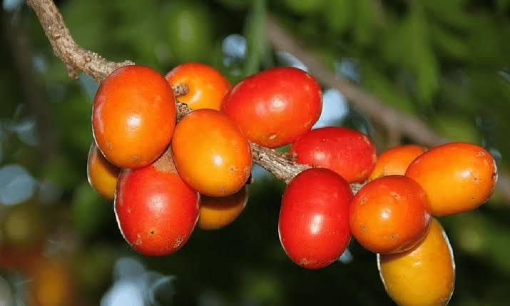 Homem morre após ingerir mais de100 caroços de seriguela em MS