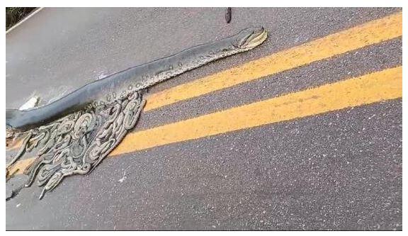 Sucuri grávida morre atropelada e cerca de 40 filhotes são expelidos em rodovia de MT