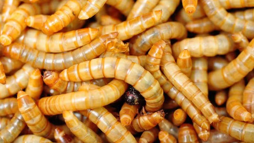 Europa libera uso de farinha de insetos em alimentos, comeria ?