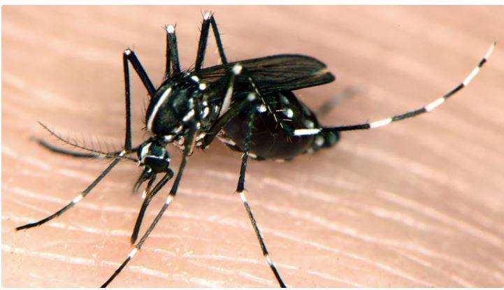 Outro mosquito potencial vetor da dengue tem 'rápida expansão' no CE e preocupa Secretaria da Saúde; veja cidades