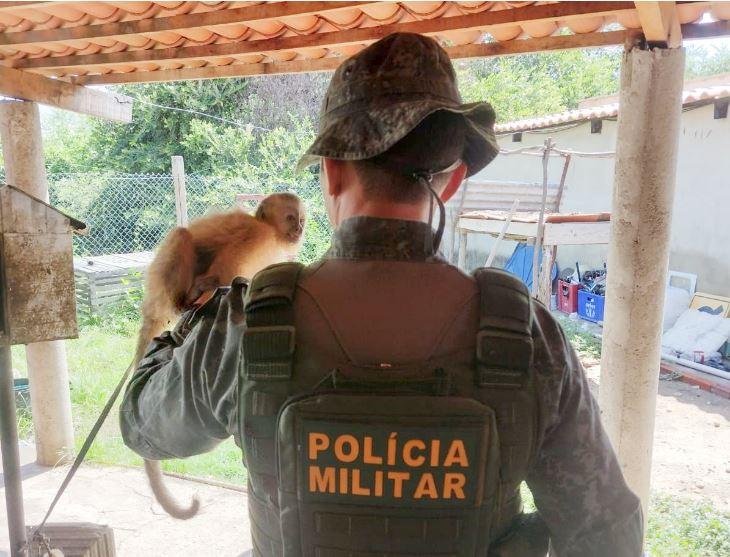 Polícia Militar do Ceará resgata macaco-prego durante ação em Icó