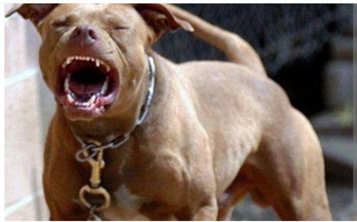 Presa por roubo, filha de sargento incita pitbull a atacar policiais em Horizonte