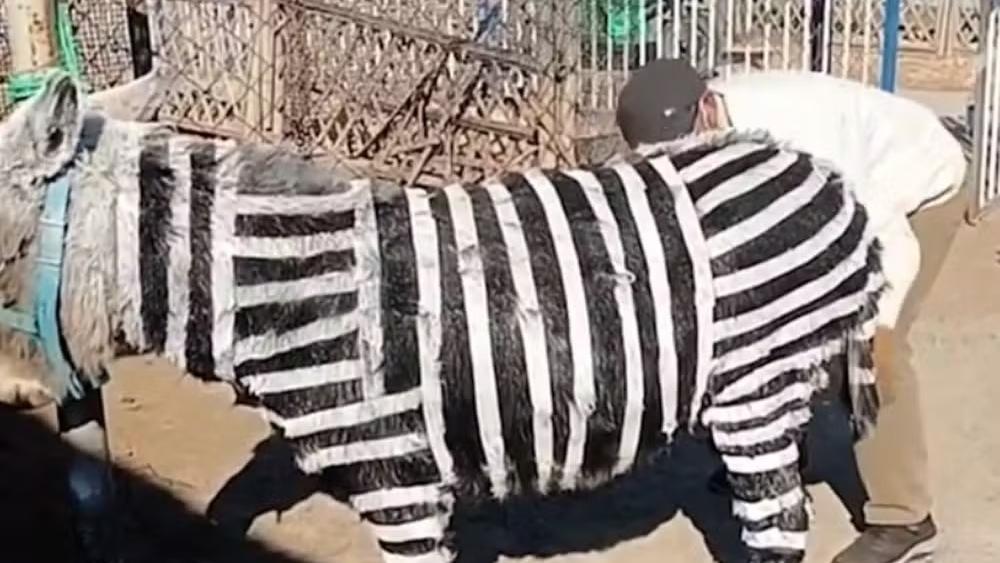 Zoológico na China viraliza ao pintar burros com listras para virarem zebras