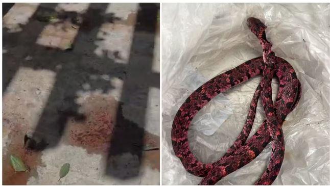 Homem tenta engolir cobra, passa mal e vomita o animal em Mulungu, no interior do Ceará