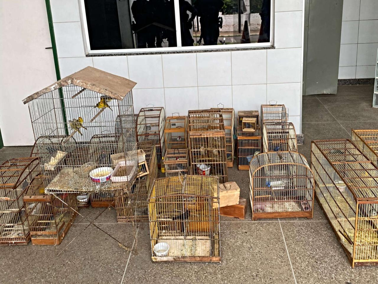 Polícia Militar apreende mais de 70 pássaros silvestres que estavam sendo mantidos em cativeiro no Crato