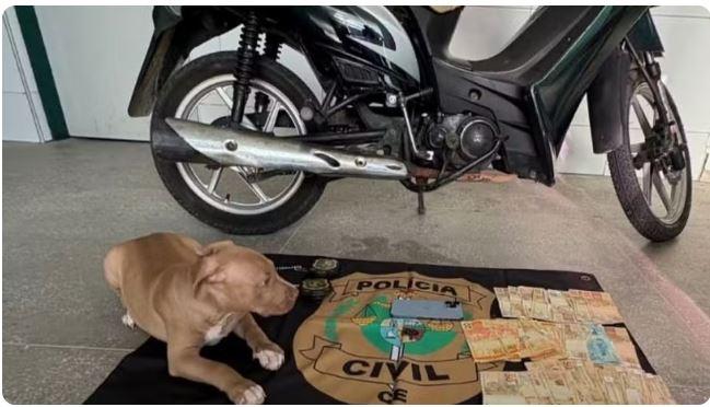 Adolescente é apreendida por furtar R$ 30 mil e usar dinheiro para comprar motoneta, iPhone e filhote de pitbull em Quixadá