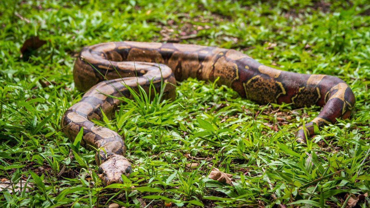 Cobra jiboia faz constantes visitas a campus do IFCE em Quixadá e é apelidada de ‘Madonna’