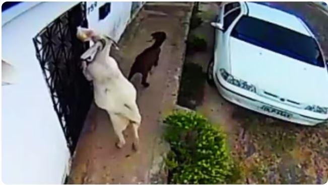 Mulher instala câmeras para flagrar quem roubava pães e descobre 'gangue de cabras', em Boa Viagem, no sertão cearense
