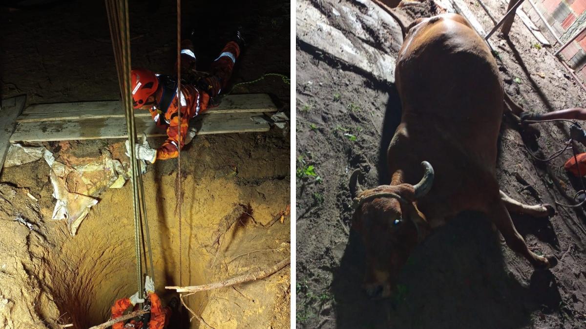 Vaca é resgatada em cacimba de 10 metros em Cascavel, no CE